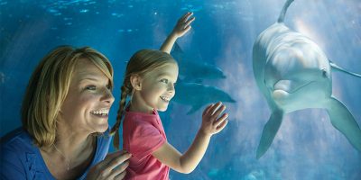 SeaWorld-Dolphin-Mom-Girl-1440px